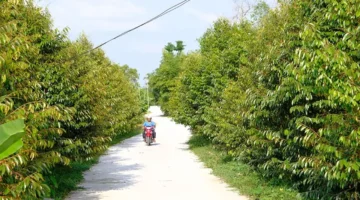 كيف تغير شركة Truong Thanh وجه المناطق الريفية عبر استغلال نقاط القوة المحلية؟